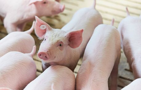 Жителька Сумщини втратила 14 тисяч грн, продаючи поросят