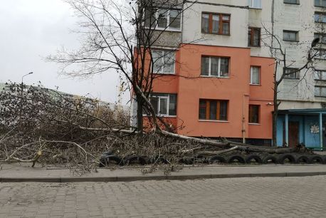 У Сумах біля багатоповерхівки впало дерево