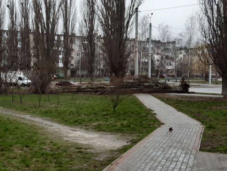 У Сумах від сильного вітру впала тополя