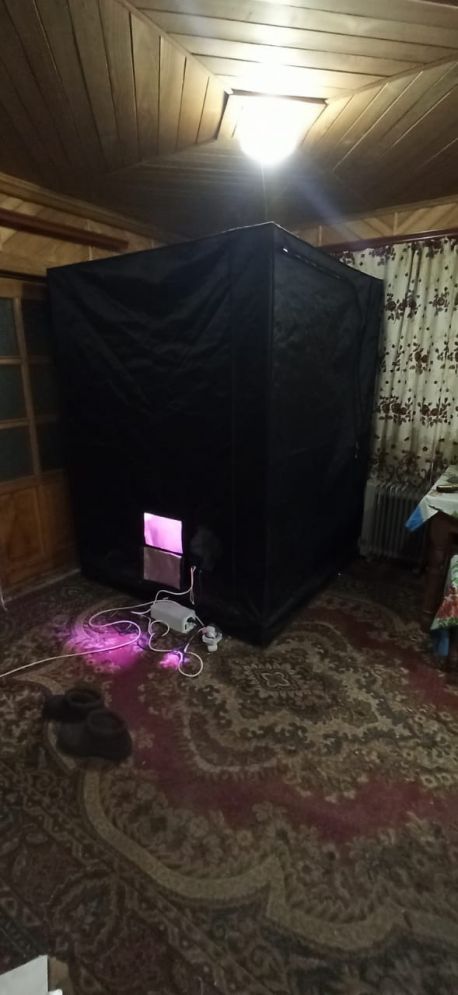 На Сумщині поліція виявила конопляну теплицю