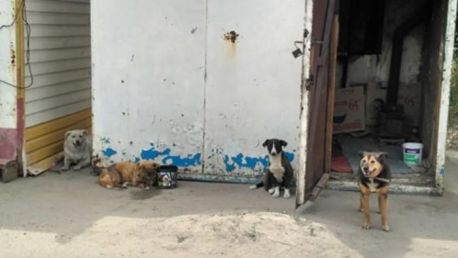 Собача гризня: у Сумах назріває боротьба за крісло директора комунального центру по догляду за тваринами