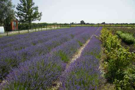 У Сумах з&rsquo;явилося безкоштовне лавандове поле