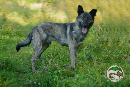 Сумський притулок для тварин шукає родину для собаки, що потрапив у ДТП