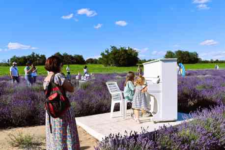 Лавандовий парк &laquo;Едем&raquo; в Тростянецькій громаді відвідало 7 тисяч туристів: зібрано 130 тис. грн на ЗСУ