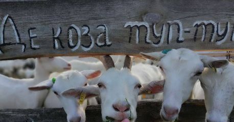 Виходець з Сумщини відкрив ферму елітних кіз